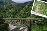 泰源幽谷-登仙橋 泰源幽谷-登仙橋